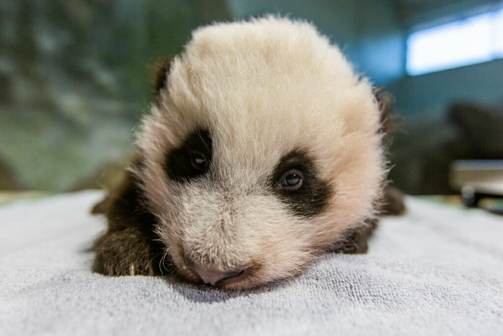 Look out world! DC\'s giant panda cub Xiao Qi Ji is on the move ...
