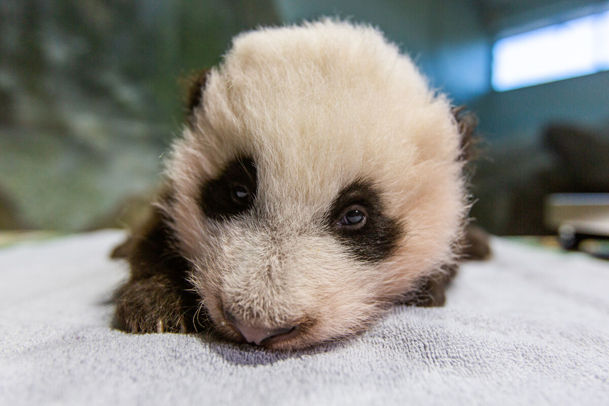 <h3>It&#8217;s a boy!</h3>
<p>It turned out 2020 had a few nice surprises in store for us — or at least one: The birth of the new panda cub at the National Zoo.</p>
<p>Word came in August that giant panda matriarch Mei Xiang could be pregnant — but there’d been false alarms before — and, besides, at 22, she would be the oldest giant panda in North America to give birth.</p>
<p>Nevertheless, delighted viewers watched the delivery live on the zoo’s Panda Cam on Aug. 21 as Mei Xiang <a href="https://wtop.com/animals-pets/2020/08/baby-panda-could-be-on-the-way-mom-appears-to-be-in-labor/" target="_blank" rel="noopener">welcomed her fourth cub into the world</a>.</p>
<p>In the months since, viewers glued to the livestream have watched the pink, hairless creature about the size of a stick of butter develop into an adorable ball of fluff — 21.2 inches long from nose-tip to tail and 13.4 pounds at last checkup — and even begin to take his first steps.</p>
<p>In an online poll last month, panda watchers <a href="https://wtop.com/dc/2020/11/meet-xiao-qi-ji-national-zoo-names-3-month-old-panda-cub/" target="_blank" rel="noopener">selected the name Xiao Qi Ji</a>, which means “Little Miracle.”</p>
<p>Still, all good things must come to an end. Earlier this month, zoo officials said that a long-running agreement with Chinese wildlife officials would be extended for a few more years but that come the end of 2023, the little guy as well as his parents — Mei Xiang and pop, Tian Tian, who have lived at the zoo since 2000 — <a href="https://wtop.com/animals-pets/2020/12/new-deal-with-china-keeps-giant-pandas-at-national-zoo-through-2023/" target="_blank" rel="noopener">would be headed back to China</a>.</p>
