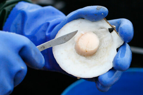 America’s scallop catch expected to dip somewhat in 2021