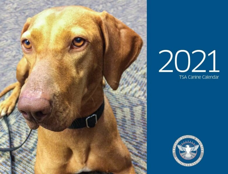 <p>JJagoda is featured in the TSA&#8217;s 2021 calendar of its working dogs. <a href="https://www.tsa.gov/sites/default/files/tsa_canine_calendar_2021.pdf" target="_blank" rel="noopener">You can download it here.</a></p>
