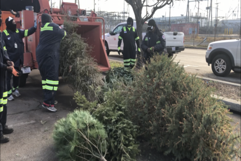 DC launches collection program to pick up Christmas trees