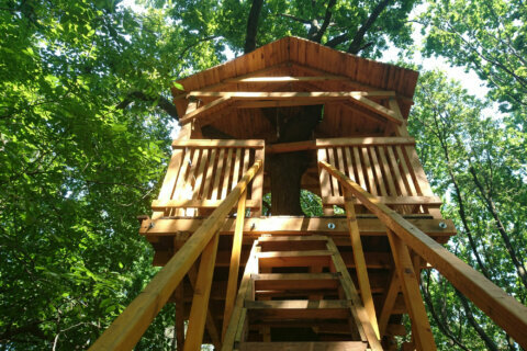 Fairfax County teacher renovates treehouse for virtual classroom
