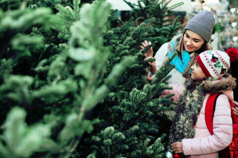 Pandemic may be boosting Christmas tree sales