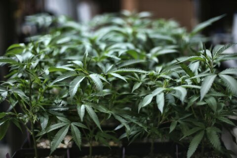 Virginia residents support marijuana legalization, paid sick leave
