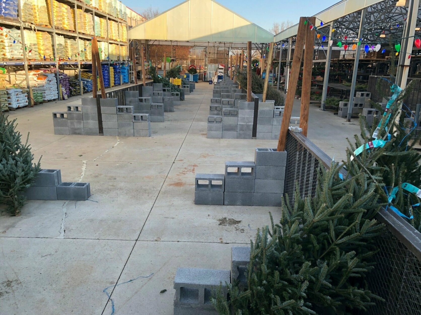There was a slim selection of live Christmas trees at one Lowes location in Northern Virginia. (WTOP/Kristi King)