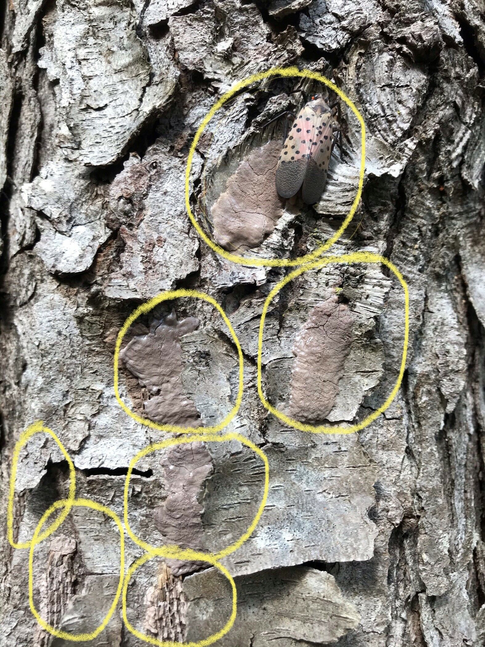 check-the-holiday-greenery-for-the-spotted-lanternfly-wtop