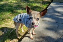 <p><span lang="en-US">Meet Winnie! This sweet 11-year-old senior may only be 5.5 pounds, but she has a larger-than-life personality and will quickly steal your heart. Winnie is partially blind, but she doesn’t let that slow her down and still loves to explore. The only thing Winnie loves more than ear and chin scratches is nap time, and she spends a large majority of her days snoozing away. We’d love to help Winnie find a quiet home where she can relax and spend her golden years. To learn more or set up a virtual meet and greet, visit <a href="https://www.humanerescuealliance.org/adopt" target="_blank" rel="noopener">humanerescuealliance.org/adopt</a>.</span></p>
