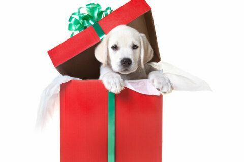 Think twice before gifting a pet this holiday