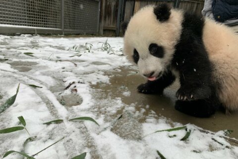 Snow cute!: National Zoo’s Giant Pandas take full advantage of winter weather