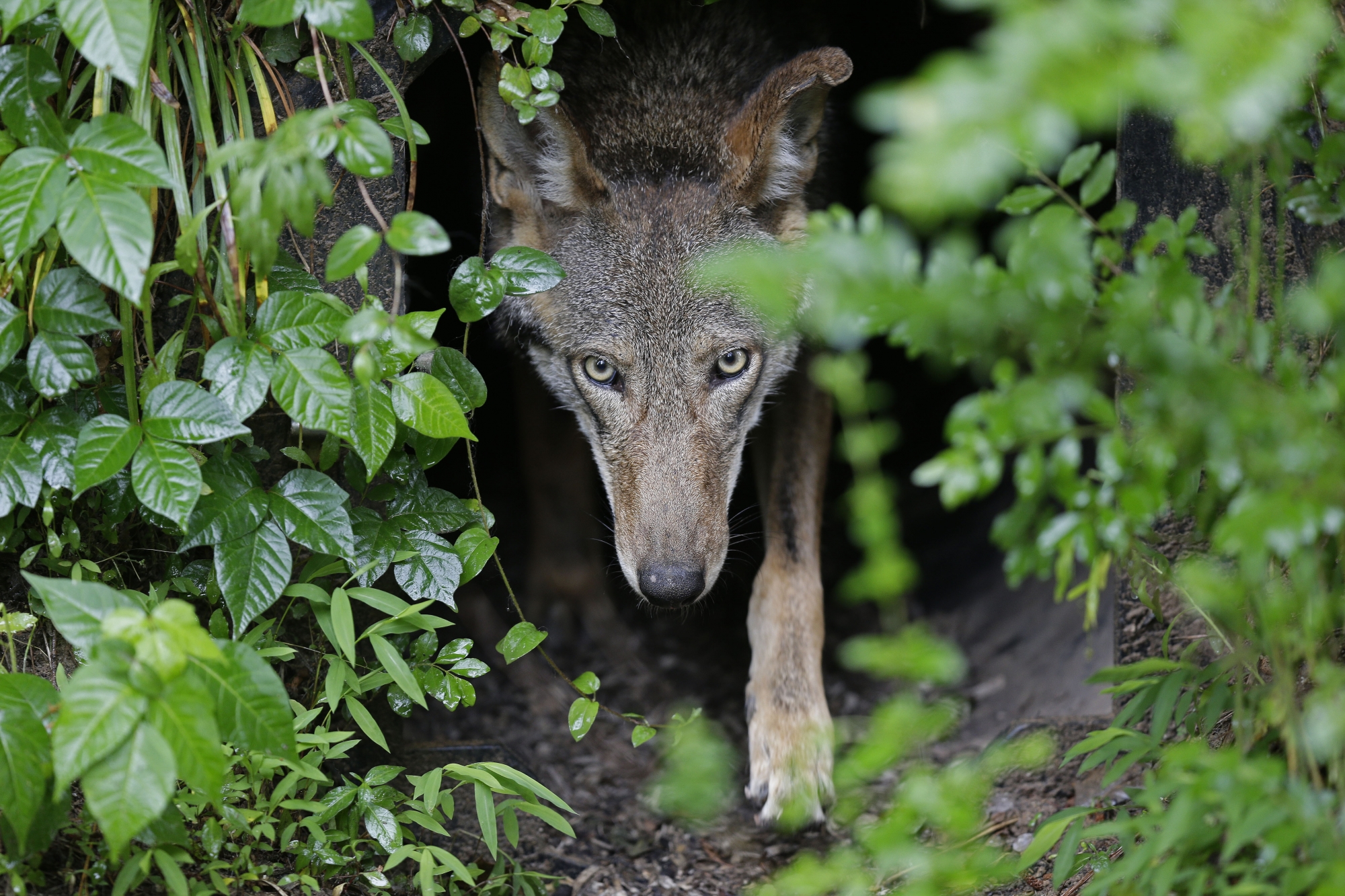 Judge orders plan for releasing more red wolves into wild WTOP News