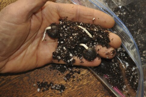 They need to chill. Tips for turning seeds into trees