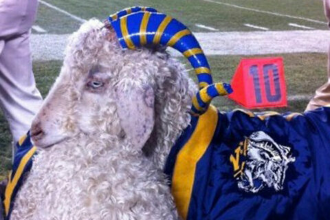 Bill 33, a retired Naval Academy goat mascot, has died