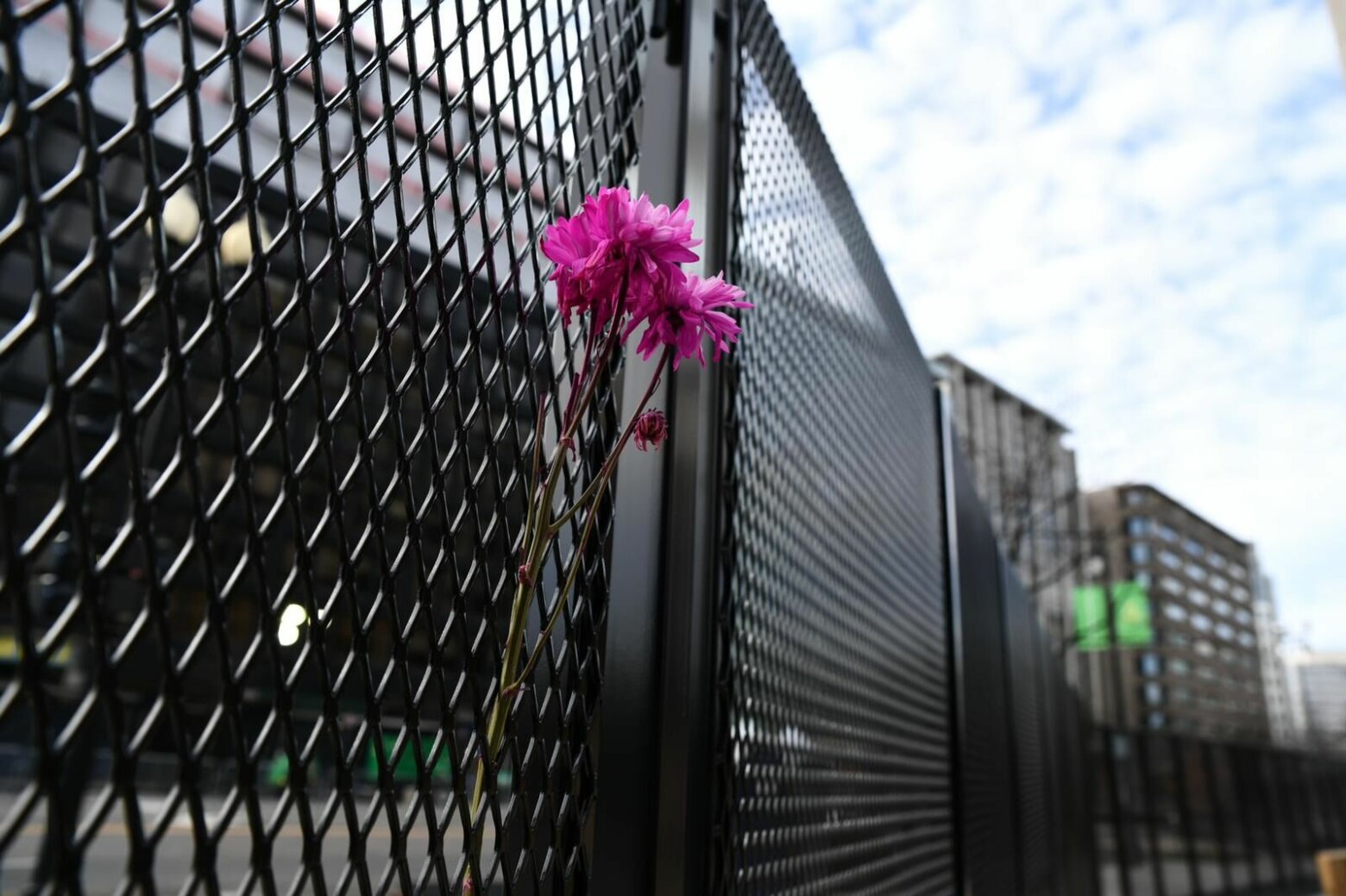 <p>A flower sits in fencing that&#8217;s lining the streets of D.C.</p>
