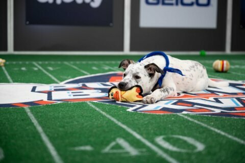 Puppy Bowl XVII: What you need to know about the biggest game on all fours