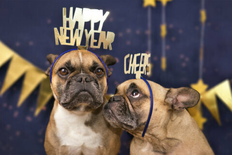 New year’s resolutions for your pet