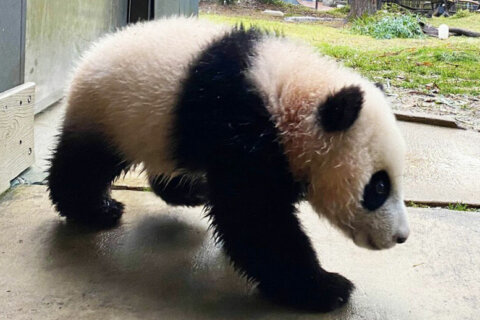 Here comes trouble! DC’s giant panda cub takes first trip to yard