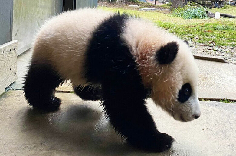 Giant panda cub Xiao Qi Ji.