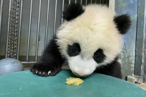 National Zoo’s panda cub celebrates half-birthday with applesauce
