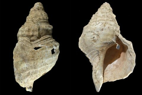 Ancient shell horn can still play a tune after 18,000 years
