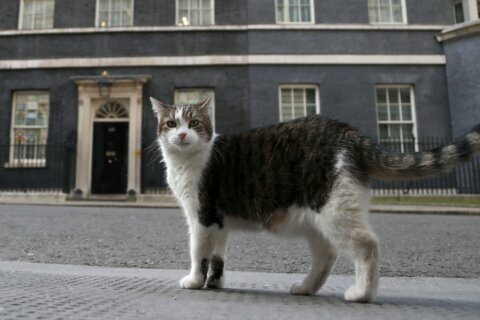 UK’s chief mouser celebrates 10 years on the prowl