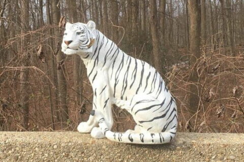 White tiger figurine found on I-270 puzzles Rockville police