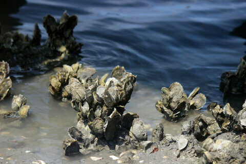 Pandemic could change Md. oyster industry for good