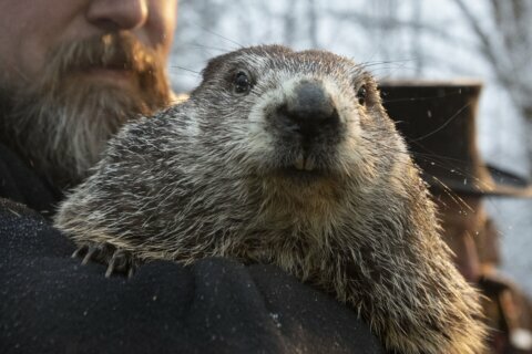 A gloomy Groundhog Day: Punxsutawney Phil says more winter