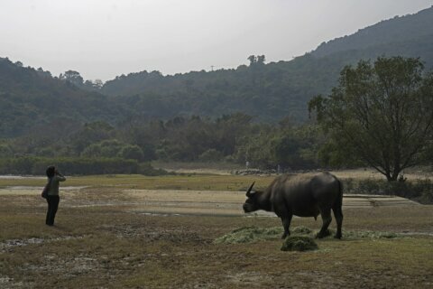 AP Photos: Year of Ox puts focus on Hong Kong’s wild bovines