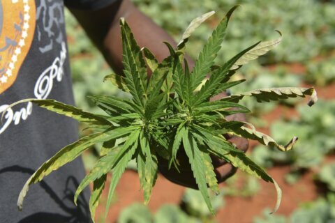 DC lawmakers propose how to handle marijuana sale, distribution