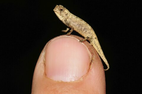 Tiny chameleon a contender for title of smallest reptile