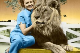 <p>This colorized image released by Margate And Chandler, Inc. shows actress and animal activist Betty White with a lion from her 1970s series “The Pet Set.&#8221; The restored 39-episode series, renamed &#8220;Betty White’s Pet Set,” features celebrity guests Mary Tyler Moore, Carol Burnett, Burt Reynolds, James Brolin and Della Reese. (Margate And Chandler, Inc. via AP)</p>
