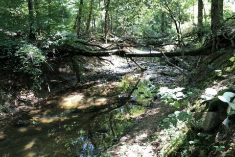 Conservation group pushes back against a stream restoration project in Alexandria