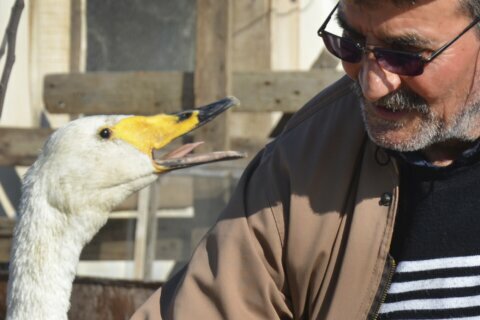 Turkish man strikes up 37-year friendship with swan