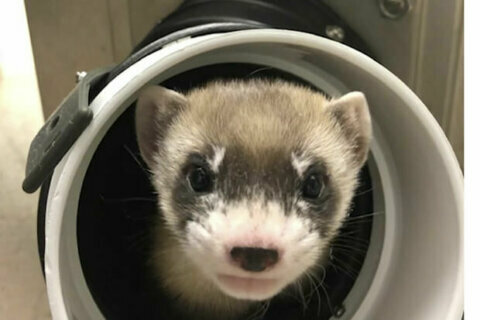 2-month-old ferret clone marks milestone in animal conservation