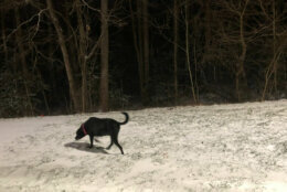 Black dog walking on snow