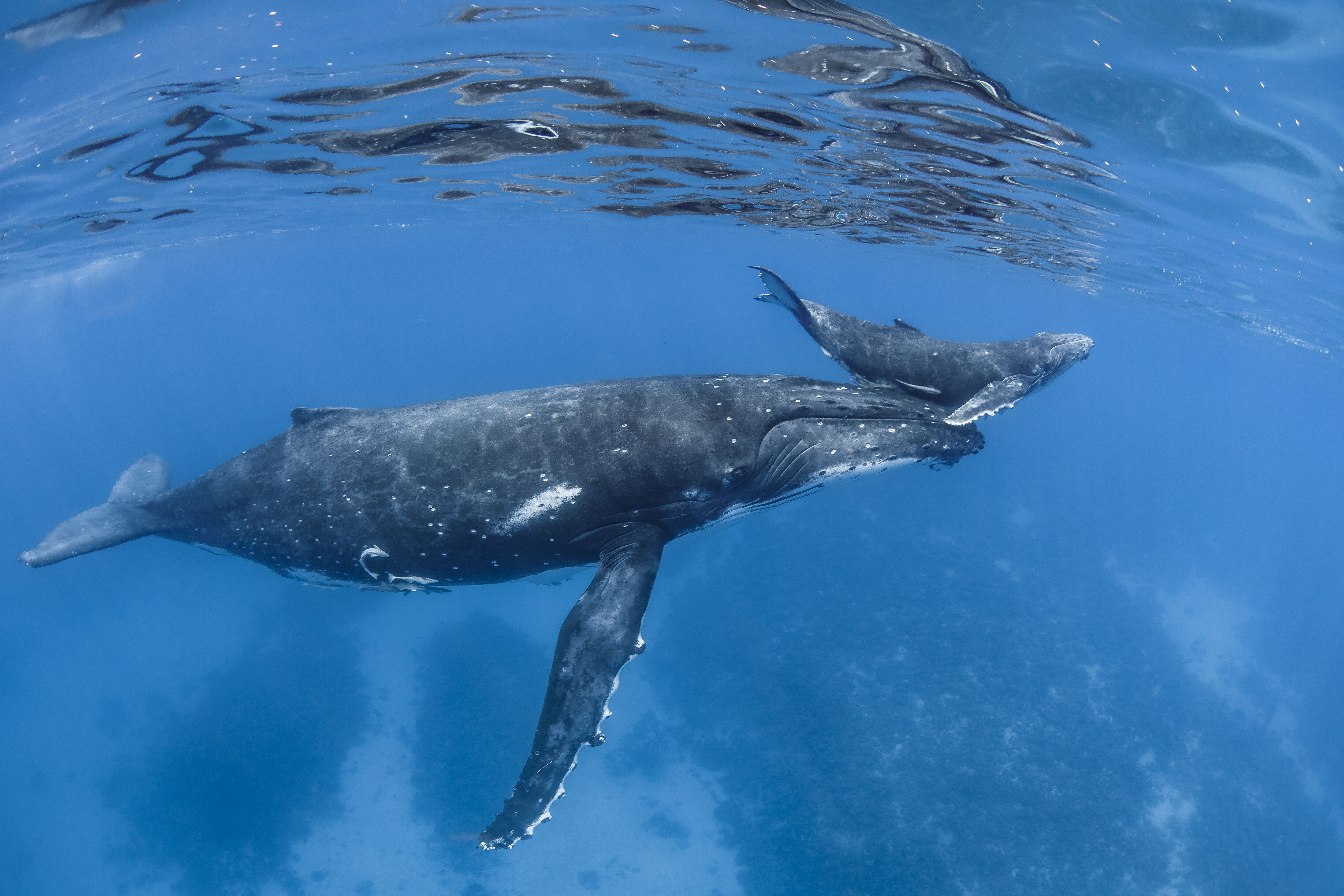 Humpback whale found dead, stranded on Maryland coast