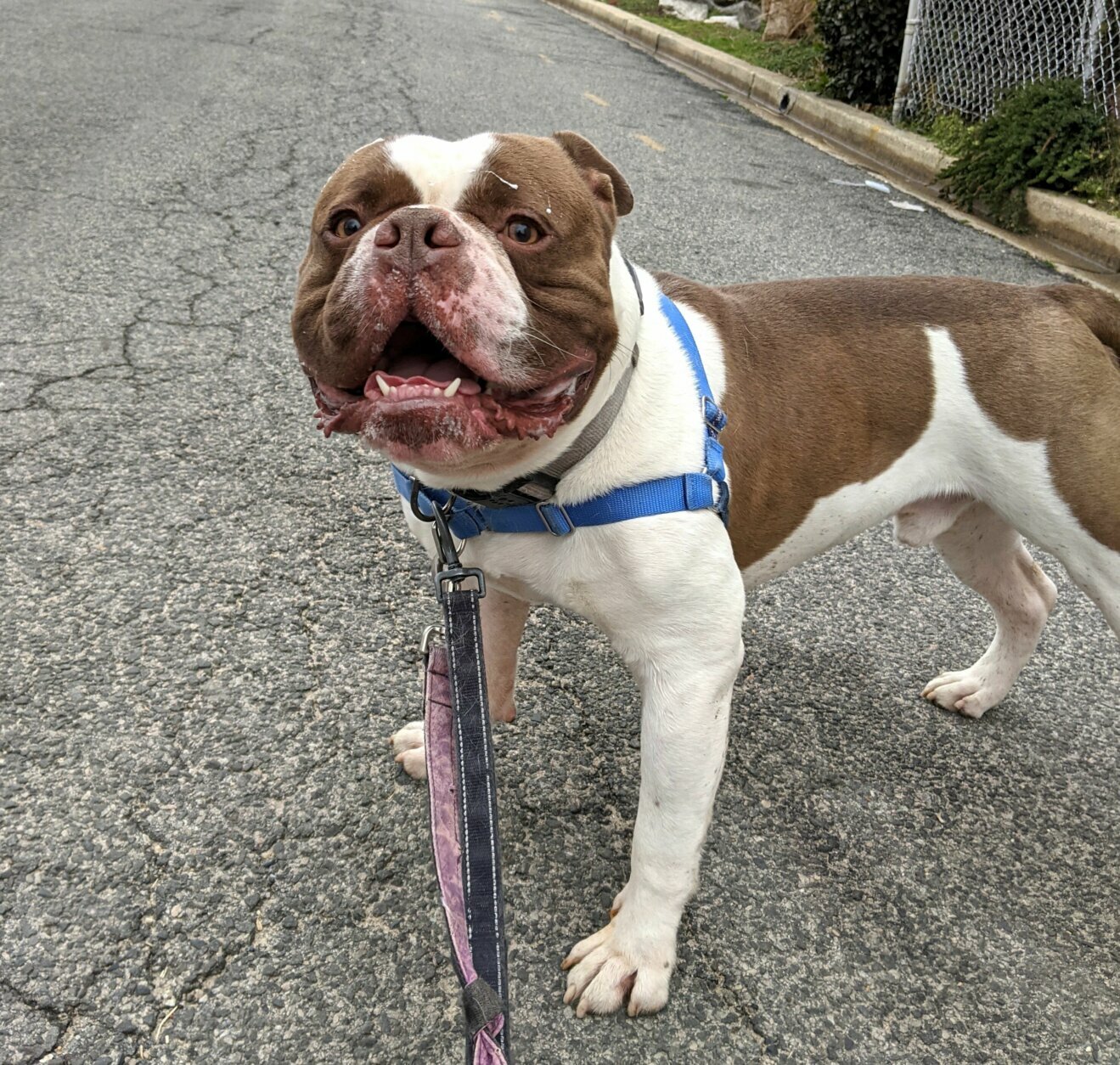 <p><strong>Jean Claude</strong> was adopted, and now the high-energy, happy sweetheart is living his best life in West Virginia.</p>
