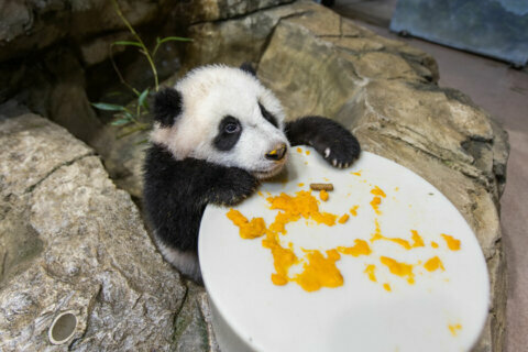 National Zoo’s panda cub expands palate