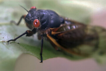 One of the millions of periodical cicadas in the area clings to a leaf on Saturday, June 1, 2019 after it emerged from a 17-year hibernation in Zelienople, Pa. The insects come out of the ground once the temperature reaches optimum, then climb into trees and make a droning sound to attract mates to breed. Their activity will peak between mid-May and mid-June, and then die off about four weeks after first emerging according to the Department of Agriculture web page. (AP Photo/Keith Srakocic)