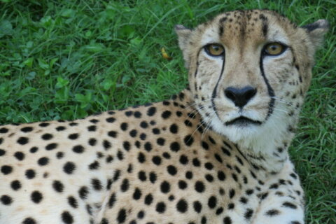 ‘Gat’ the cheetah dies at Smithsonian National Zoo