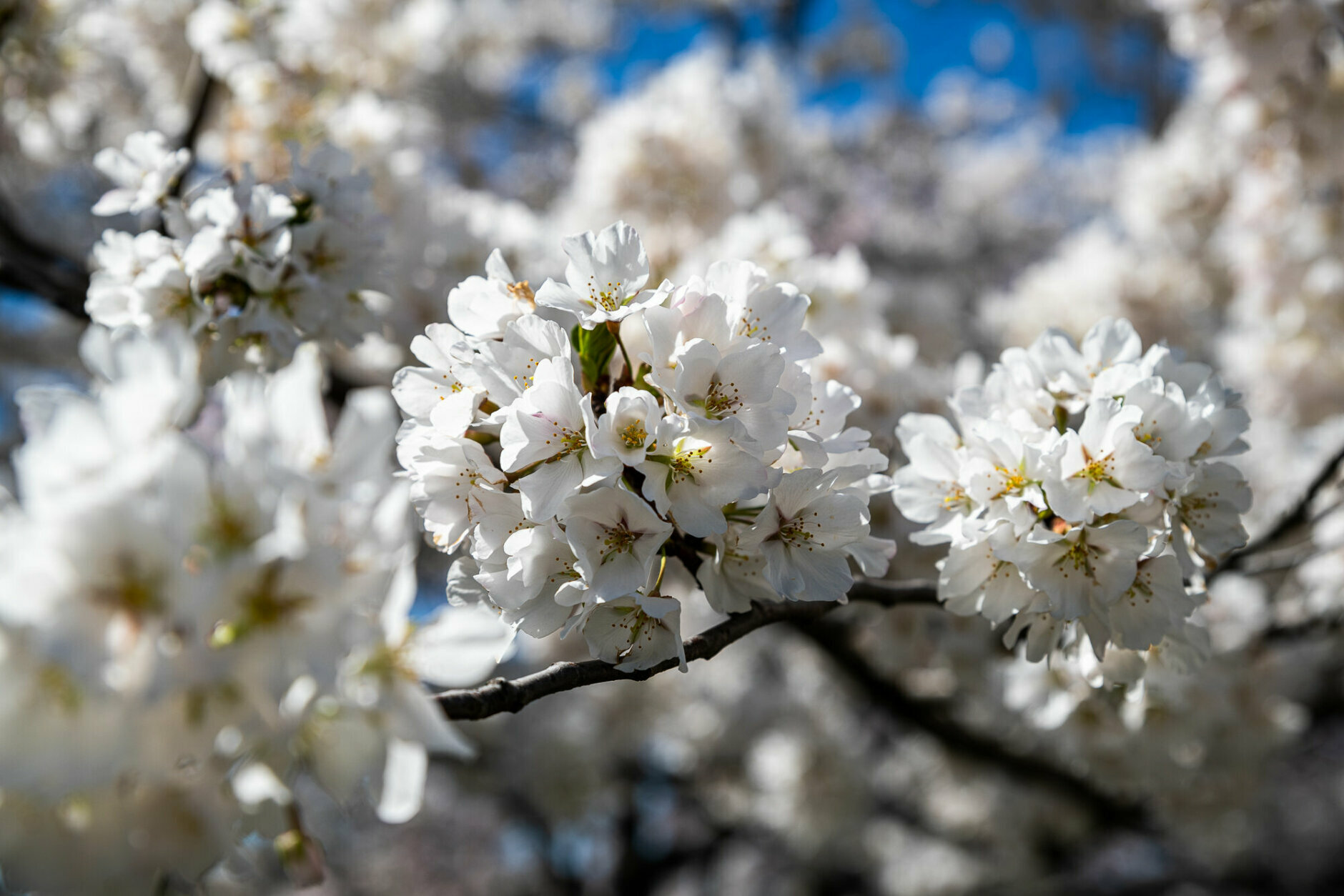 PHOTOS: Cherry blossoms peak ahead of schedule at Tidal Basin, National ...