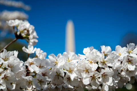 PHOTOS: Cherry blossoms peak ahead of schedule at Tidal Basin, National Mall