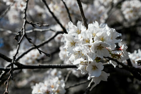 What will cold, blustery weather mean for DC’s cherry blossoms?