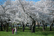 Peak bloom date for DC's famed cherry blossoms announced