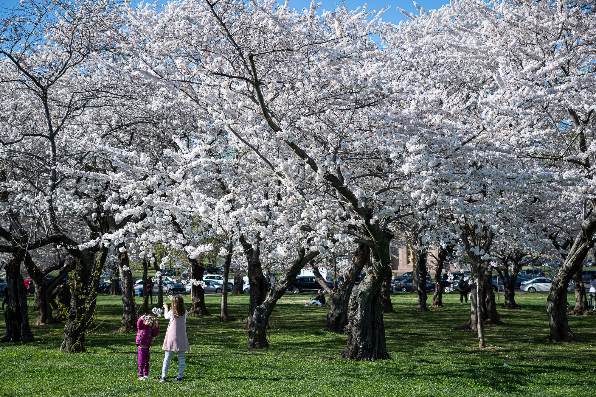 华盛顿特区著名樱花盛开日期宣布