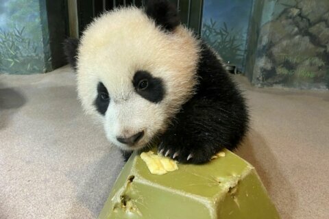 PANDA WATCH: Xiao Qi Ji not impressed with banana