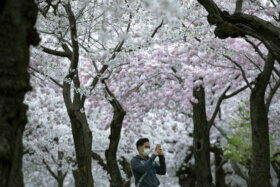 Best way to watch cherry blossoms: BloomCam