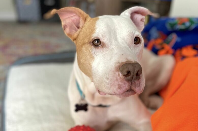 <p>Meet Betty! Betty is a 52 pound gal who enjoys cuddles on the couch, playing fetch and tug, and going for long walks whenever she can. Betty is very curious, smart, and eager to please. She&#8217;s doing well in foster care, but we&#8217;d love to help this sweet pup find a new home to call her own. Think Betty is the dog for you? To learn more and set up a virtual meet and greet visit humanerescuealliance.org/adopt.</p>

