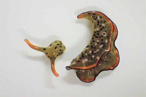Heads up: Some sea slugs grow new bodies after decapitation