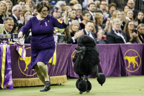 Westminster Dog Show: Time, schedule and what you need to know